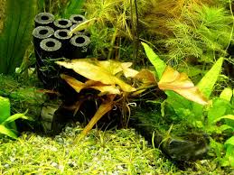 身近な水草図鑑 タイ ニムファ 1