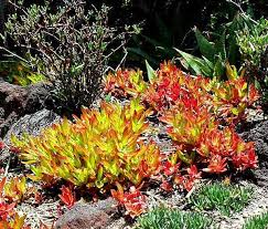 Image result for Crassula capitella