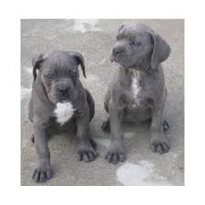 Why cane corso puppies have blue eyes? Cane Corso Puppies For Sale Male And Female Please Text 646 434 8597 Modesto For Sale Modesto Pets Dogs