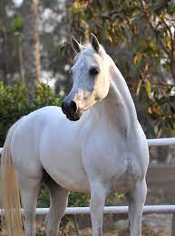 Welcome To Al Bawady Stud Straight Egyptian Horses In Cairo Egypt Horses White Horses Beautiful Arabian Horses