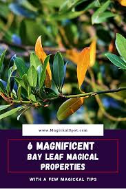 Maybe you would like to learn more about one of these? 6 Magnificent Bay Leaf Magical Properties A Few Magickal Tips