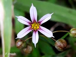 Image result for Sisyrinchium micranthum
