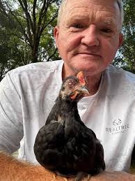 Introduction and backyard chicken photo