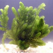 Image result for Submerged Floating Plants