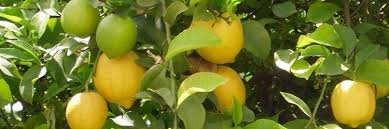 Un Zeste De Connaissances Sur Le Citronnier 4 Saisons