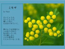 Image result for Acacia dealbata
