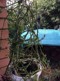 Image result for Ceropegia arenarioides