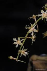 Image result for Tridactyle