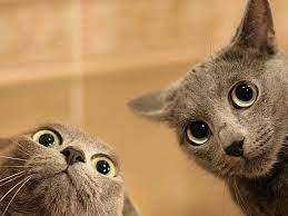 2 Russian Blue Cat Faces Looking Funny Crazy Cats Cute Cats Cute Animals