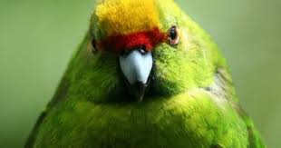 Tropical Bird With Hair On Head Don T Buy Tropical Birds It Encourages The Capture Of Wild And Beautiful Birds Parakeet Parrot Beautiful Birds