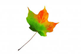 Image result for Photos of changing leaves