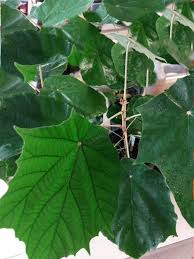 Image result for Pterospermum acerifolium