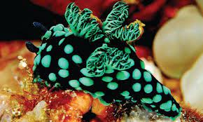 pin on woodstock festival