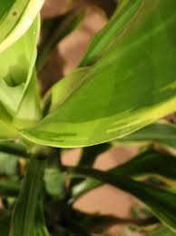 Image result for Dracaena steudneri