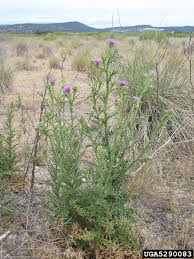 Image result for Carduus