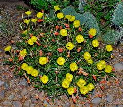 Nc state university and n.c. I Try And Try And Still Cant Get Ozark Sundrops To Return