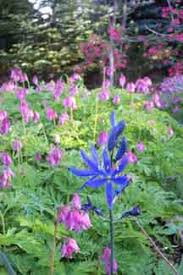 Maybe you would like to learn more about one of these? Native Plant Resources For The Pacific Northwest King County