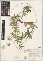 Image result for Ipomoea tenuipes