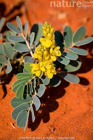 Image result for Senna italica