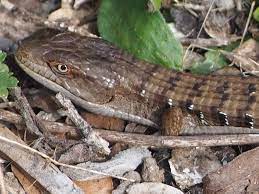 We did not find results for: California Alligator Lizard Reptiles Amphibians And Mammals Of Foothill College Los Altos Hills Ca Inaturalist