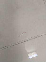 Also known as the drain fly, the moth fly commonly frequents areas in which moisture if you've ever stepped into your bathtub for a relaxing bath and met tiny wormlike creatures, you likely want to know how to get them out and why. This Worm Seen On By Bathroom Floor Came From Tap Water What Is It Dangerous Or Not Whatisthisthing