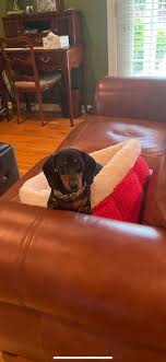 Lucky labs rescue, located in charlotte, nc, was founded by two really passionate ladies that were volunteers for other rescues for years before. 29kjwj6gz5siam