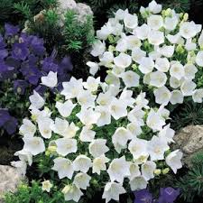 Campanula Seeds 9 Bellflowers Perennial Flower Seeds Flower Seeds Flowers Perennials Campanula Flowers