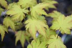 夏のお仕事 もみじの葉刈り と久々の花壇植栽リポート 大洋グリーンブログ
