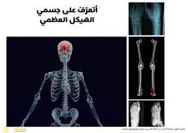 جسم الانسان الهيكل العظمي صور اشعة لاجزاء الجسم فوتوغرافية movie posters movies poster