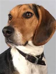 Target.com has been visited by 1m+ users in the past month When Beagles Chew Or Lick Their Paws