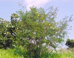 Image result for Bauhinia tomentosa