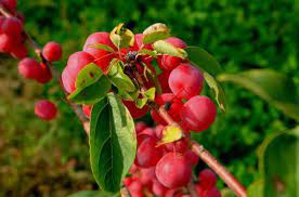 Best fruit trees for north carolina. 15 Tree Fruit And Nuts Nc State Extension Publications