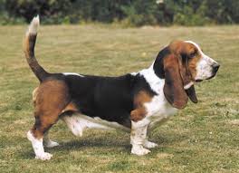 Image result for basset hound