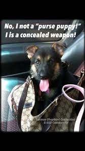 Pin By Cindy Dean On German Shepherds And Way Cute Animals Funny Animals Shepherd Puppies Funny Animal Pictures