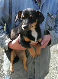 Black And Tan Jack Russell Terrier Mix Black And Tan Jack Russell Aka Black And Tan Hunt Terriers Ahtca Dog Stuff Terrier Puppies Terrier English Terrier