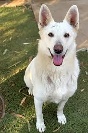 3 Lovable Pups To Adopt Now In Bakersfield