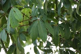 Image result for Ceiba pentandra