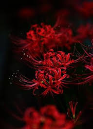 Check spelling or type a new query. 14 Red Spider Lily Ideas Red Spider Lily Lily Beautiful Flowers