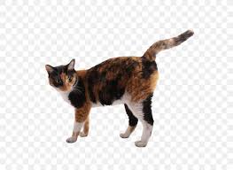Some give the longhaired the separate breed name of cymric; European Shorthair Aegean Cat American Wirehair Manx Cat German Rex Png 600x600px European Shorthair Aegean Cat
