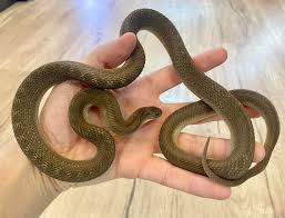 Image result for Dasylepis eggelingii