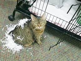 Animal health care clinic located in renton, wa. For Your Furry Friends Prevention Is The Best Medicine Renton Reporter
