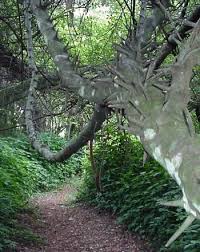 Image result for Dalbergia martinii