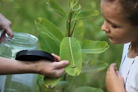 Fall Warblers are Back in Town