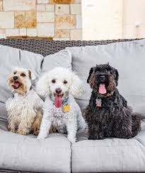 Check spelling or type a new query. Schnoodle What To Know And What S Good About Them K9 Web