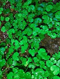 Image result for Hydrocotyle sibthorpioides