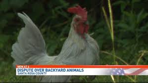Maybe you would like to learn more about one of these? Flying The Coop Santa Rosa County Man Is Sick Of Living Next To Neighbor S Chickens Wear