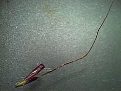 Image result for Dichanthium annulatum