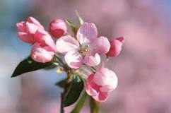 Image result for what color are apple blossoms