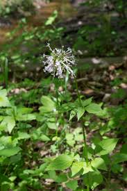 Image result for Valeriana capensis