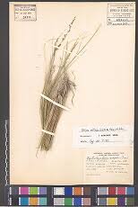 Image result for Trichoneura schlechteri